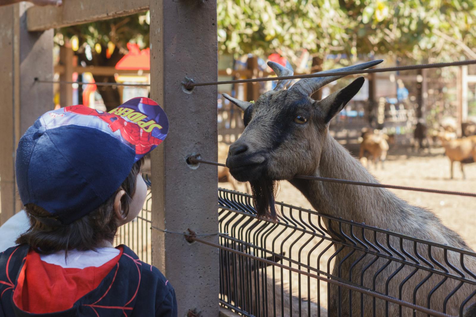 Sfeerbeeld voor Kinderboerderijen